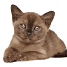 Willochra Burmese Cat Breeder