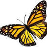 Butterfly Diving Croatia