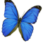 Butterfly Funerals Ltd
