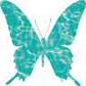 Butterfly Charters