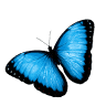 Butterfly World