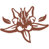 Cacao Blessings