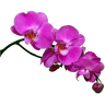 Café Orchidee