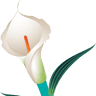 Calla Lelie
