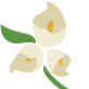 Calla Lily Day Spa and Salon