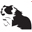 Camddwr Canine ltd