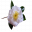 Camelia Blanc Fleuriste