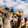 Camel Treks Australia