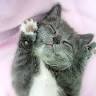 Camerton Cattery