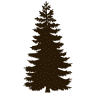 Camp Turk