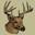 C & S Hunting Supplies
