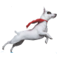 Colorado Canine Orthopedics & Rehab: Nate Miller DVM, Diplomate, ACVS