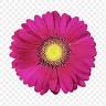 the petal pusher flower shop