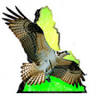 Carpentaria Contracting