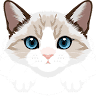 Cats By Francy