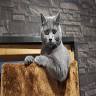 Cats Lounge