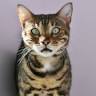 Cat's Meow Cattery at Samford