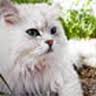 Catterlodge Luxury Cattery