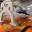 Cello-Klavier-Atelier Ringe&Saito Heidelberg