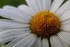 Country Gardens Floral & Greenhouse, Inc.