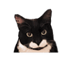 Charlie Chap the WonderCat (TM)