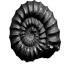 Cheikh Fossils morocco
