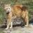 Cherokee Mountain Bobtails