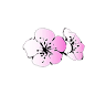 Pansion Cherry Blossom