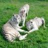 Chestatee Wildlife Preserve & Zoo