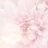 Frankston Massage | Chez Marjolaine Health & Beauty Day Spa