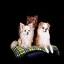 Hunde-Accessoires Onlineshop Chi-Cimici