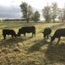 Chickadee Hill Farm
