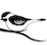 Chickadees