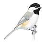 Chickadees Pottery and Vacation Rentals