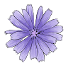 Chicory Naturalist