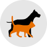 Amigo Pet
