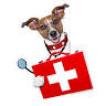 CLINIQUE VETERINAIRE DU GARDON - Rémi Bollier, Laure Lopez, Romain Goepfert, Solveig Astier, Drs vétérinaires