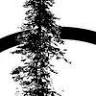 COBB MOUNTAIN ARTS & ECOLOGY PROJECT