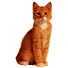 Colfax Cat Clinic
