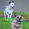 Collaton Kennels Ltd