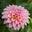 Columbia River Dahlia's