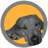 Pets 'n Things