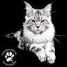 Coon-Kingdom Maine Coons LLC