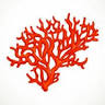 Coral Shop Irena