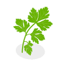 Coriander Indian restaurants