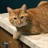 Covington Veterinary Clinic, PC