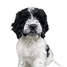 Crawley Secure Dog Walking Fields & Grooming Salon