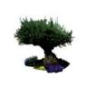 Creation D'Eden