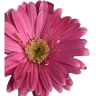 Creative Floral Designs