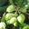 Creede Olive Oil Company